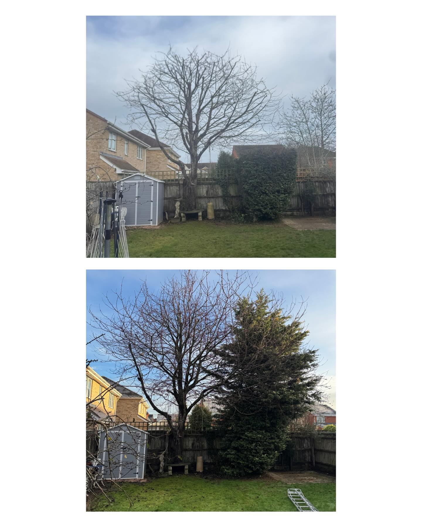 Winter Tree Care: Preparing Your Trees for the Cold Months