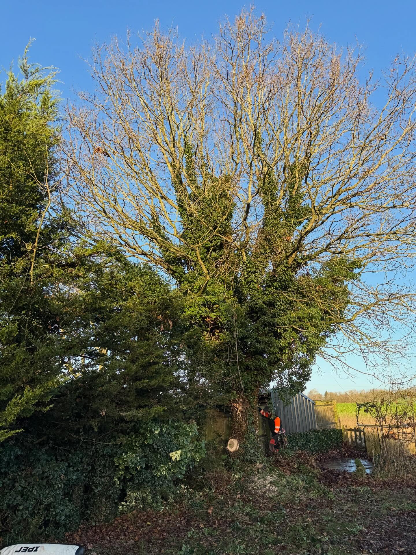 When Should You Prune Your Trees? A Guide for Oxford & Oxfordshire Homeowners