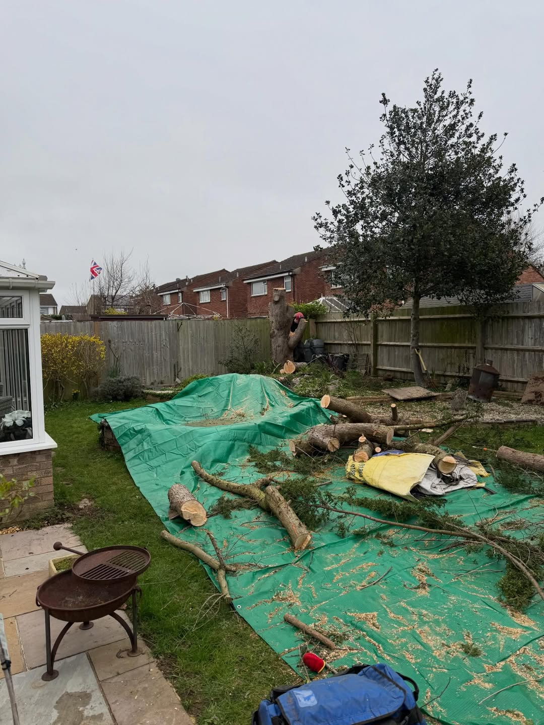 5 Signs Your Tree Needs Professional Attention